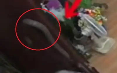 Khoảnh khắc thót tim: Cụ bà đối mặt rắn lớn ngay trước cửa nhà
