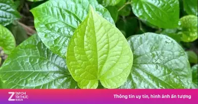 Lá lốt: Loại gia vị mọc khắp Việt Nam có nhiều công dụng chữa bệnh
