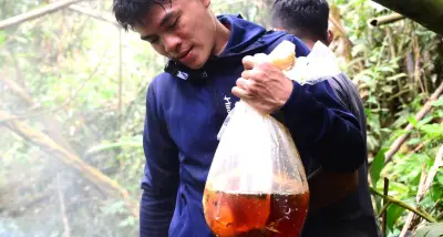 Liều mình leo treo giữa đại ngàn, thợ săn mật ong bỏ túi bạc triệu mỗi ngày