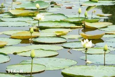 Mùa sen trắng Hồ Tịnh Tâm: Nét thanh tao giữa lòng xứ Huế