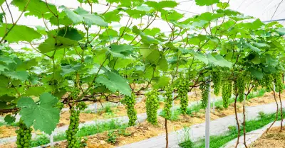 Đông Mai đẩy mạnh truyền thông giảm nghèo, nhân rộng mô hình nho sữa Hàn Quốc