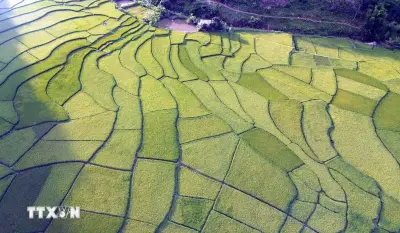 Ngắm những cánh đồng lúa Sơn La đẹp nao lòng