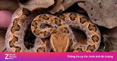 Rắn độc tấn công người đàn ông, cắn thẳng vào nhãn cầu ở Phúc Kiến