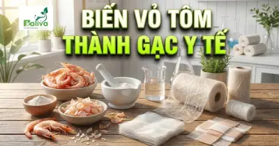 Sinh viên Văn Lang biến vỏ tôm thành băng gạc y tế thân thiện môi trường
