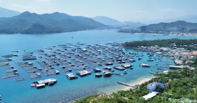 Sầu riêng có thể được bồi thường đến 5,4 triệu đồng mỗi cây tại Khánh Hòa