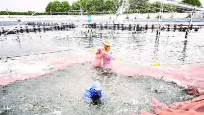 Thạnh Hải: Từ căn cứ cách mạng đến trung tâm năng lượng sạch