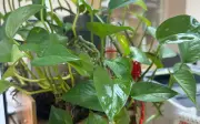 5 cây cảnh gỗ quý phong thủy đặt phòng khách chiêu tài lộc