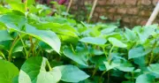 5 loại rau gia vị giúp thanh nhiệt, giải độc mùa hè