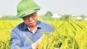 Anh hùng Lao động Trần Mạnh Báo: Cả đời gắn bó với cây lúa