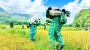 Bộ đội biên phòng Quảng Trị giúp đồng bào thu hoạch lúa trước mưa dông