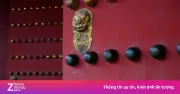 Bí mật 81 chiếc đinh vàng trên cổng Tử Cấm Thành: Biểu tượng quyền lực hoàng đế