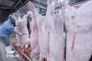 Bộ Nông nghiệp và Môi trường phân quyền 9 thủ tục chăn nuôi thú y về cấp tỉnh