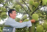 Bộ NN&MT thí điểm truy xuất nguồn gốc sầu riêng tại Đắk Lắk