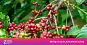 Bí quyết diệt cỏ và chăm sóc cây cà phê trong đồn điền