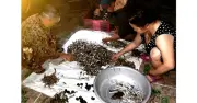 Bí quyết làm cá bống kho rim hồ Lắk: Từ bến cá lúc 3 giờ sáng đến hũ vàng giòn tan