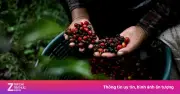 Bí quyết trồng cà phê: Từ vườn ươm đến cây khỏe mạnh