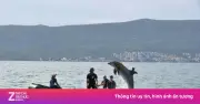 Bộ trưởng Quốc phòng Mỹ nói về cá heo tác chiến ở eo biển Hormuz