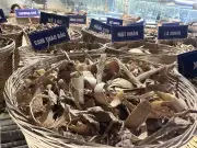 Bộ Y tế tháo gỡ bất cập, thúc đẩy y học cổ truyền phát triển