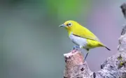 Ba khung giờ sinh âm lịch được cho là vương mệnh, hưởng phú quý cả đời