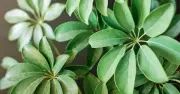 Ba loại cây 'bộ ba bảo hộ' được người giàu ưa chuộng