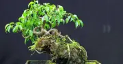 Ba loại cây bonsai 'thực tế mà hiệu quả' giúp trấn trạch, giữ lộc, hút tài