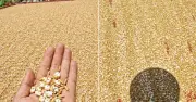 Bức ảnh thóc phơi nổ thành bỏng gây sốt: Chuyên gia lên tiếng về sự thật