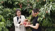 Bắc Ninh: Vải thiều chất lượng cao, đa dạng kênh tiêu thụ, hướng tới xuất khẩu