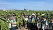 Bình Thuận đẩy mạnh sản xuất thanh long bền vững, đa dạng hóa thị trường xuất khẩu