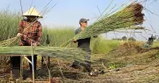 Cỏ bàng Tây Ninh: Kỳ vọng xanh nhưng người trồng lao đao vì giá rớt