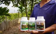 Cơ chế ra rễ và giải pháp tối ưu từ ROOT MAX NPK 8000