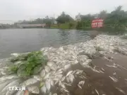 Cá chết hàng loạt tại Nghệ An: Nguyên nhân do thời tiết cực đoan, không phải sự cố nhà máy đường