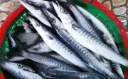 Cá nhồng Phú Quốc: Đặc sản biển với vô vàn món ngon hấp dẫn