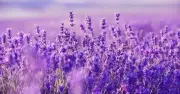 Cổ phiếu VND tăng trần sau tuyên bố comeback của Chủ tịch Phạm Minh Hương