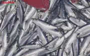 Cá siêu rẻ bán đầy chợ Việt giàu omega3 không kém cá hồi