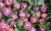 Đặc sản Tây Bắc rớt giá thảm, chỉ còn dưới 10.000 đồng/kg