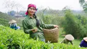Chị Mai và hành trình xây dựng thương hiệu chè sạch tại La Bằng