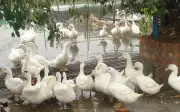 Chó thả rông cắn chết hơn 50 con vịt, chủ nuôi bị triệu tập