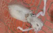 Chiêm ngưỡng con mực câu nặng gần 3kg ở Quảng Ninh, thịt siêu dày mang lại độ ngon tuyệt vời