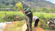 Chiến sĩ Trung đoàn 82 giúp dân đào hố trồng cây và thu hoạch lúa tại Điện Biên