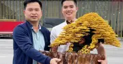 Chàng trai 28 tuổi trở thành Nghệ nhân Huế nhờ bonsai dây đồng