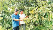 Chuyển giao kỹ năng canh tác sầu riêng an toàn, hiệu quả tại Cần Thơ