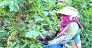 Chuyển đổi cơ cấu cây trồng ở Điện Biên: Hướng đi mới cho sinh kế bền vững