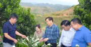 Chuyển đổi cơ cấu cây trồng: Sinh kế mới cho đồng bào vùng cao Điện Biên