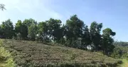 Chuyển đất vườn ao sang đất ở: Có được giảm tiền sử dụng đất?