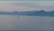 Clip: Cá voi Bryde xuất hiện trong vịnh Nha Trang, nhiều chim biển bay theo