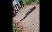 Clip trăn khổng lồ nuốt chửng nai băng qua đường ở Ấn Độ