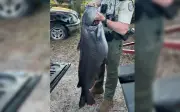 Cần thủ Florida phá kỷ lục câu được cá trê xanh khổng lồ nặng 34,6 kg