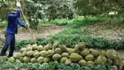 Cần Thơ: Nông dân loay hoay tìm đầu ra cho hàng sầu riêng