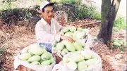 Cần Thơ phát triển vùng cây ăn trái đặc sản tập trung, thích ứng biến đổi khí hậu