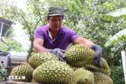 Cần Thơ tháo gỡ khó khăn cho ngành hàng sầu riêng
